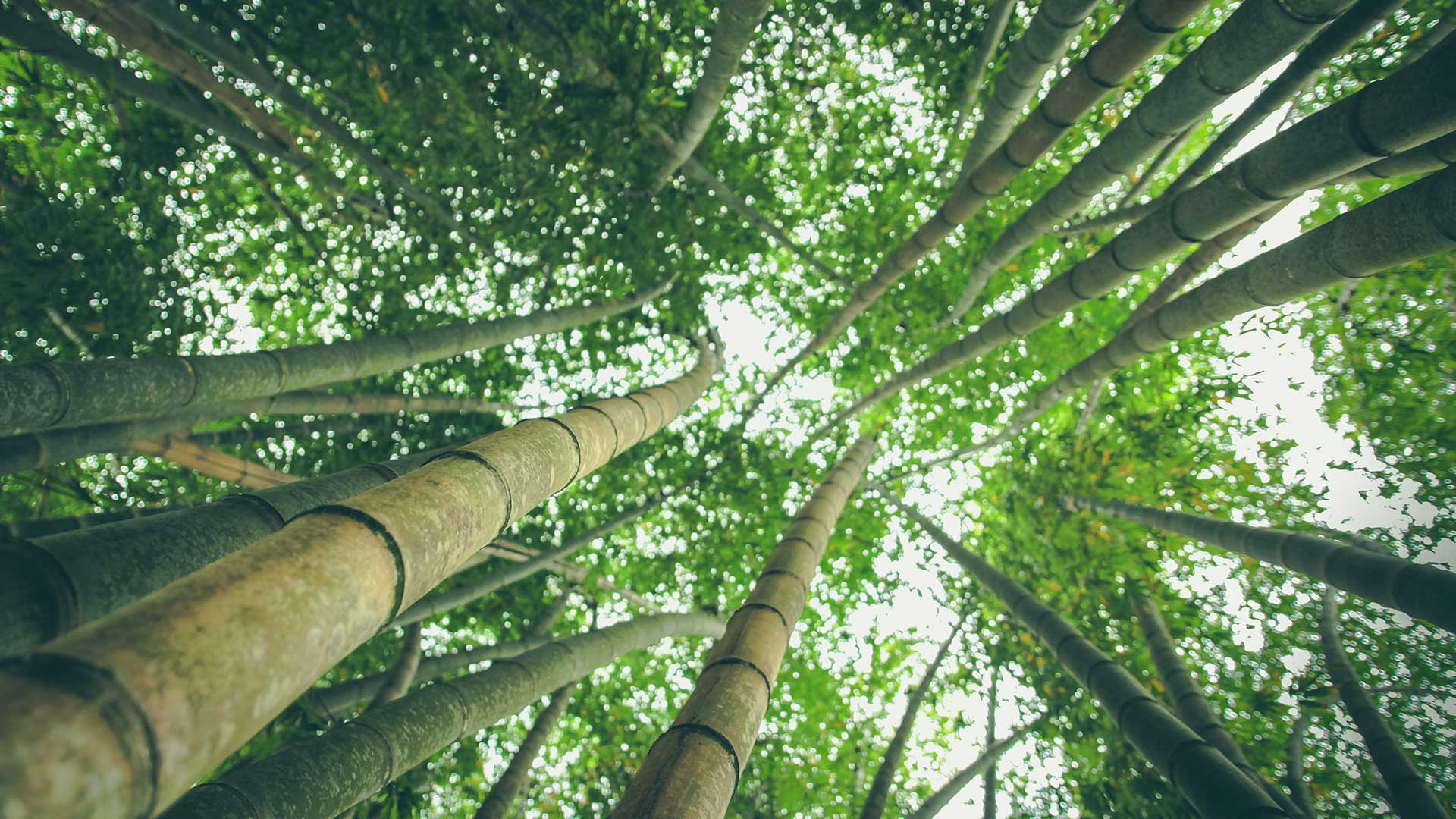 Eco-Friendly Projects in Brazil