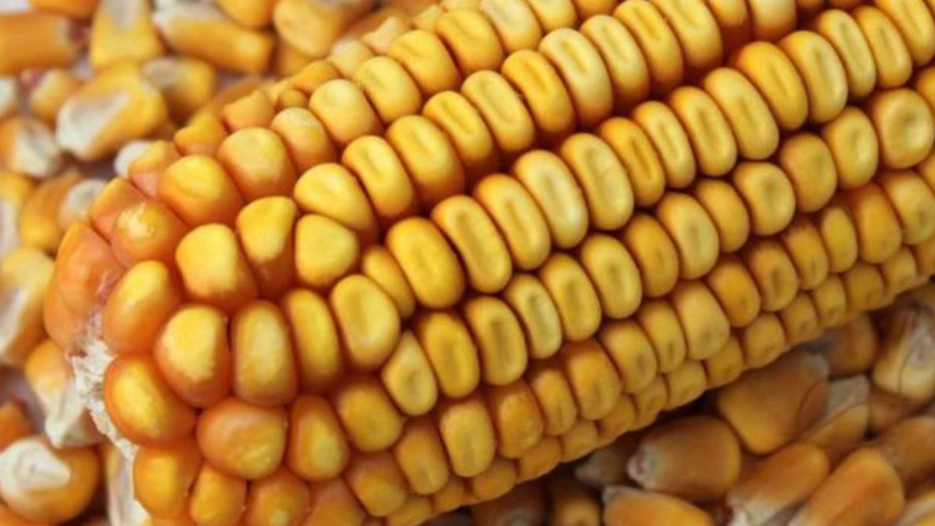 Corn Export from Brazil