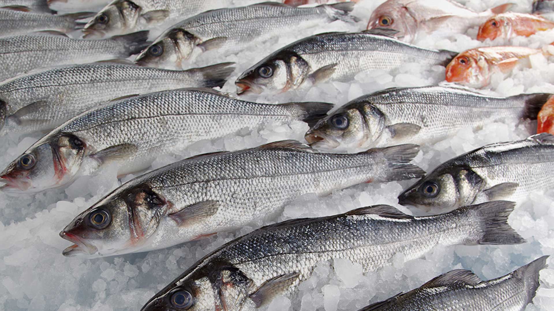 Seafood Export from Brazil