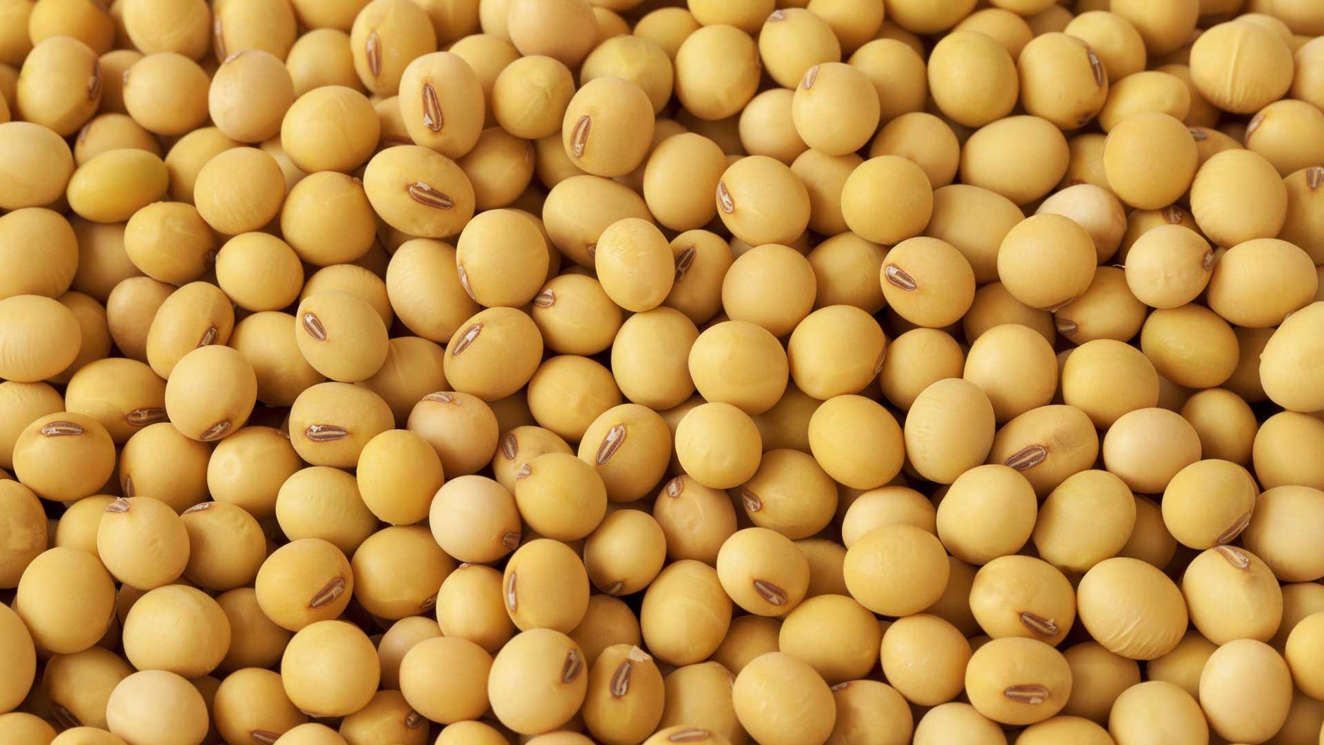 Soy Export from Brazil